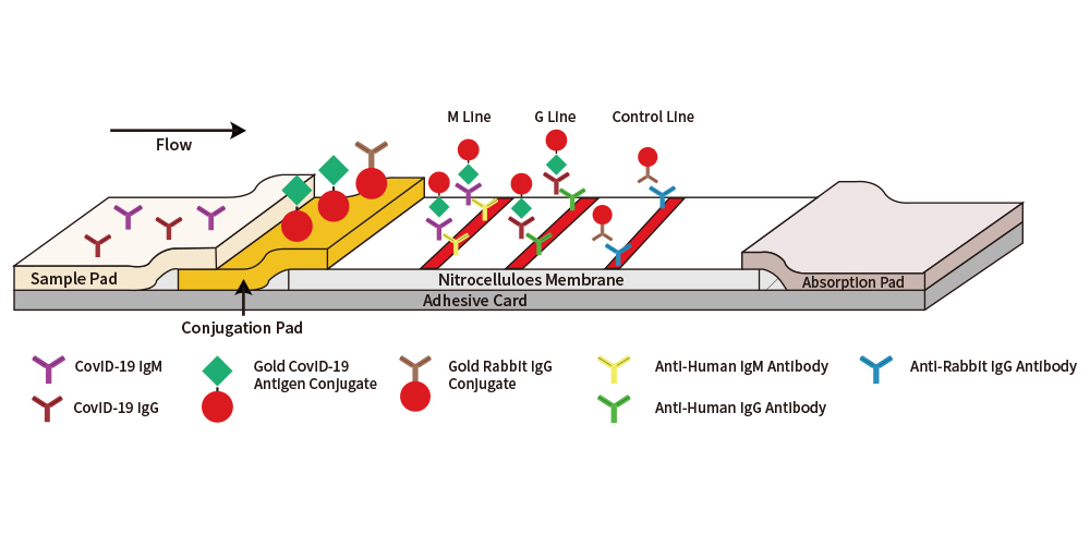 Диагностика т-клеточного иммунитета:  пандемия как драйвер инновации