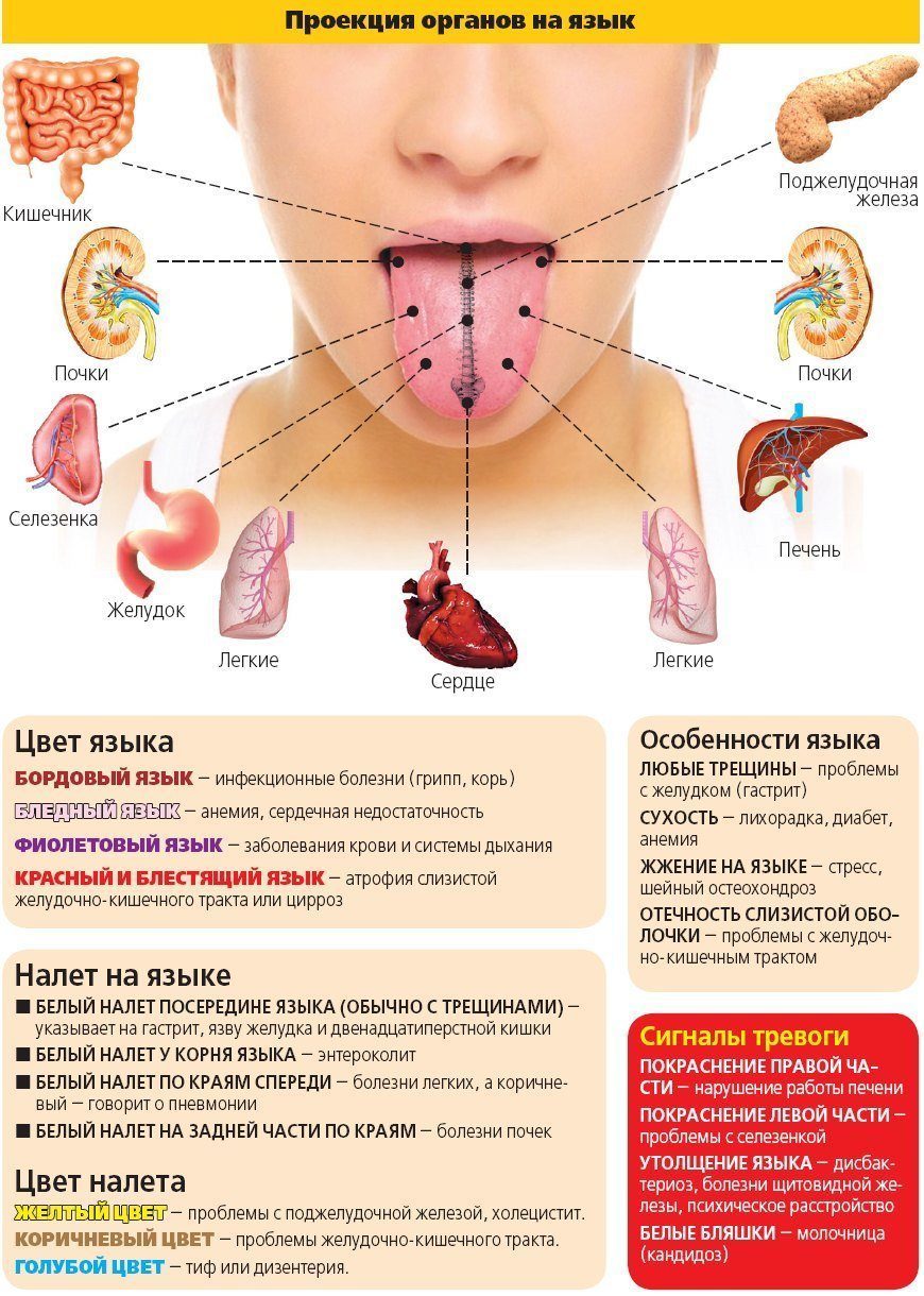 Проекция внутренних органов на языке
