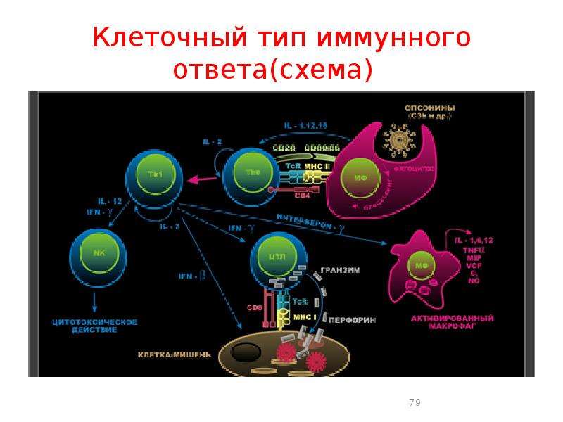 Классы иммунного ответа. Т клеточный иммунный ответ иммунология. Схема иммунного ответа лимфоциты. Схема клеточного иммунного ответа. Схема клеточного иммунного ответа иммунология.