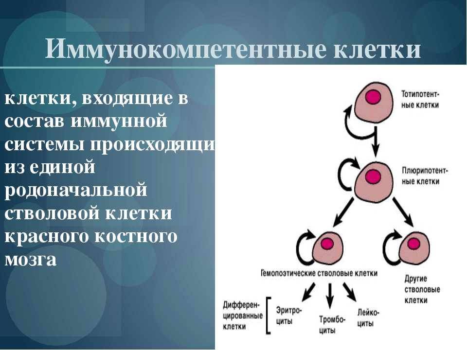 Иммунный ответ белки. Иммунокомпетентные клетки классификация иммунология. Эффекторные иммунокомпетентные клетки. Иммунокомпетентные клетки иммунной системы схема. Фланец аппайпа td04hla.