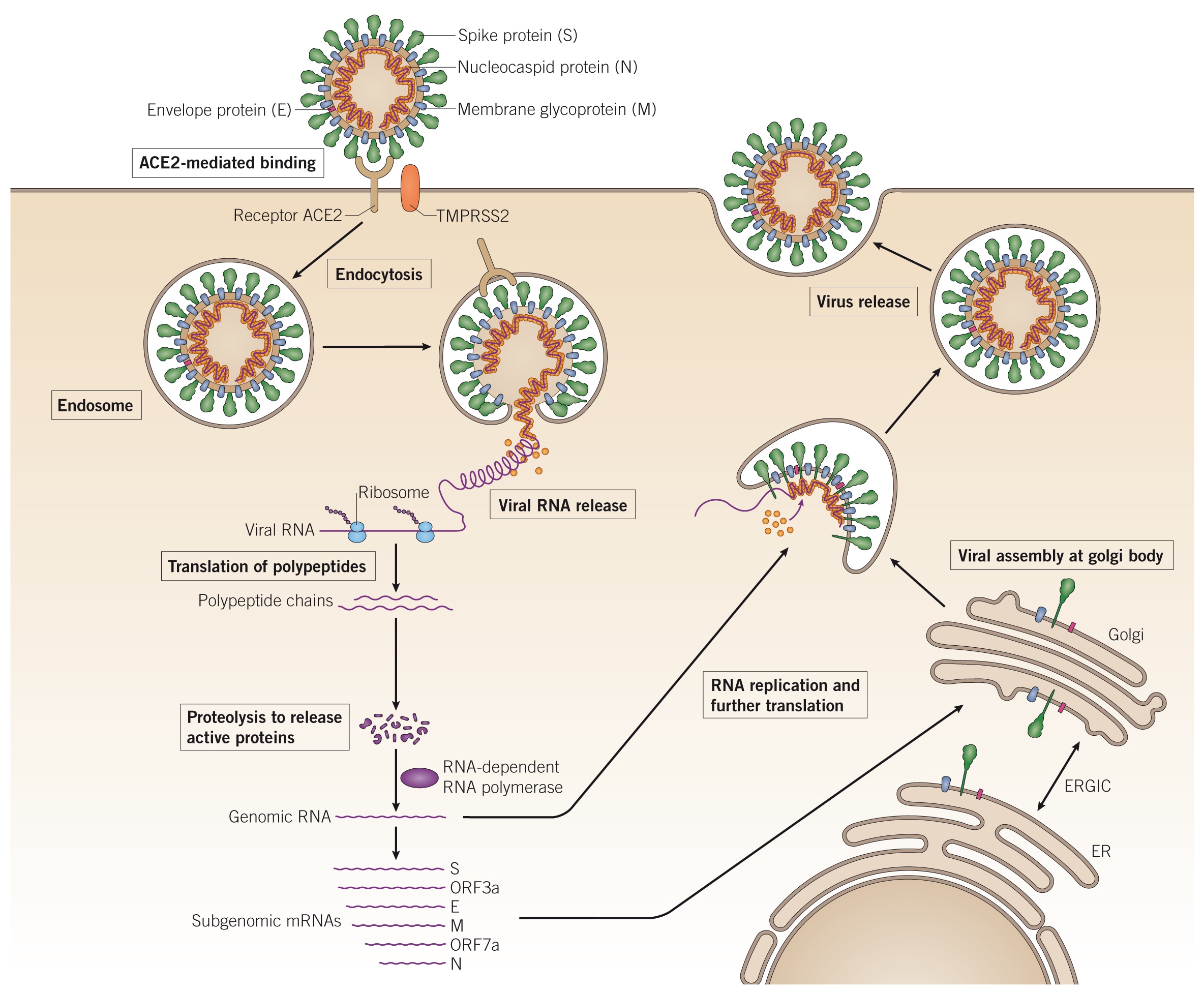 Коронавирус 2 типа. Репликация вируса SARS-cov-2. Цикл репликации коронавируса SARS-cov-2. Коронавирус схемы репликации. Класс резистентности коронавирус SARS-cov-2.