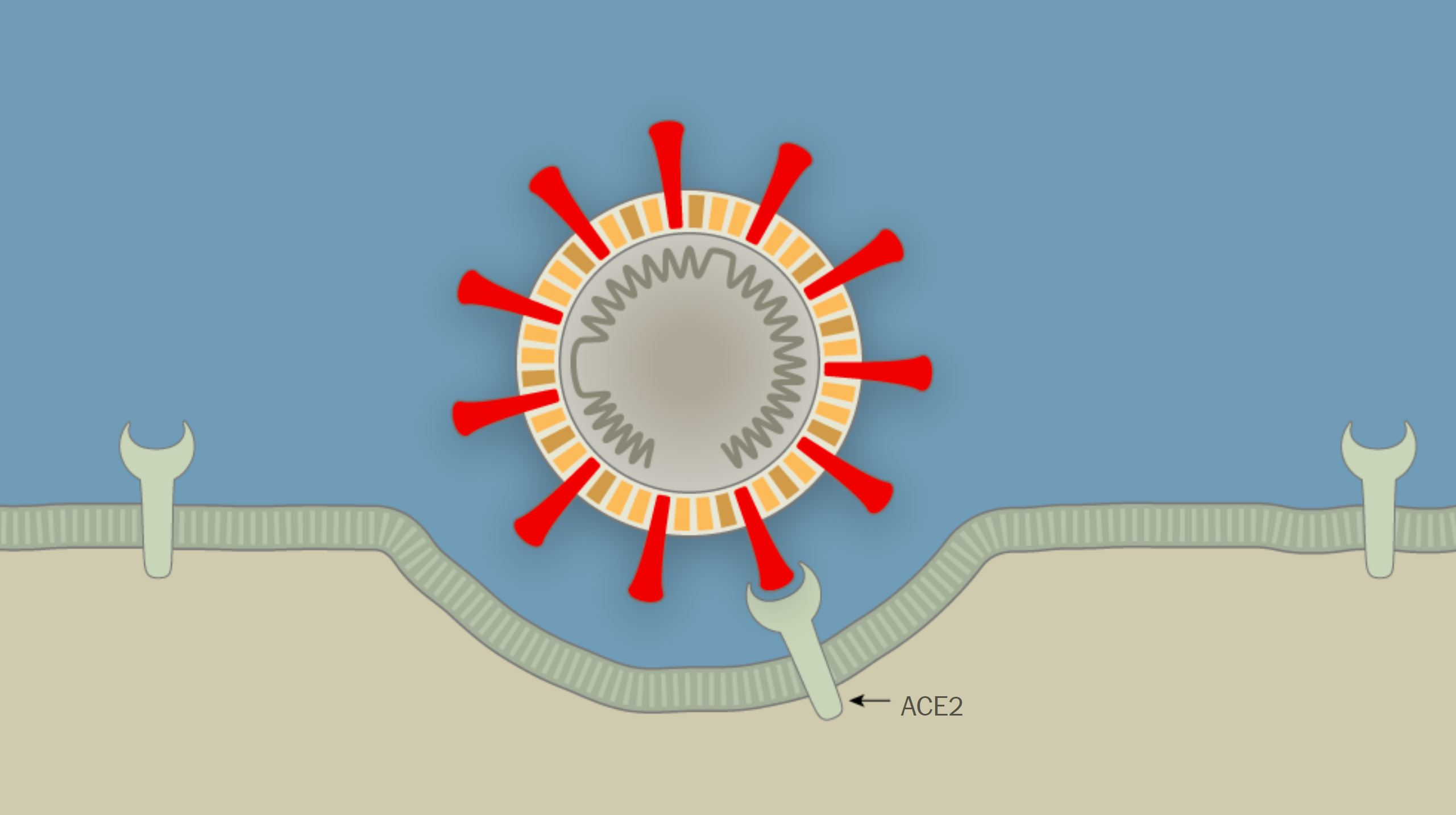 Коронавирус 2 типа. Коронавирус проникновение в клетку. Сарс ковид 2. Коронавирус проникает в клетку. Рисунок попадания вируса в клетку.