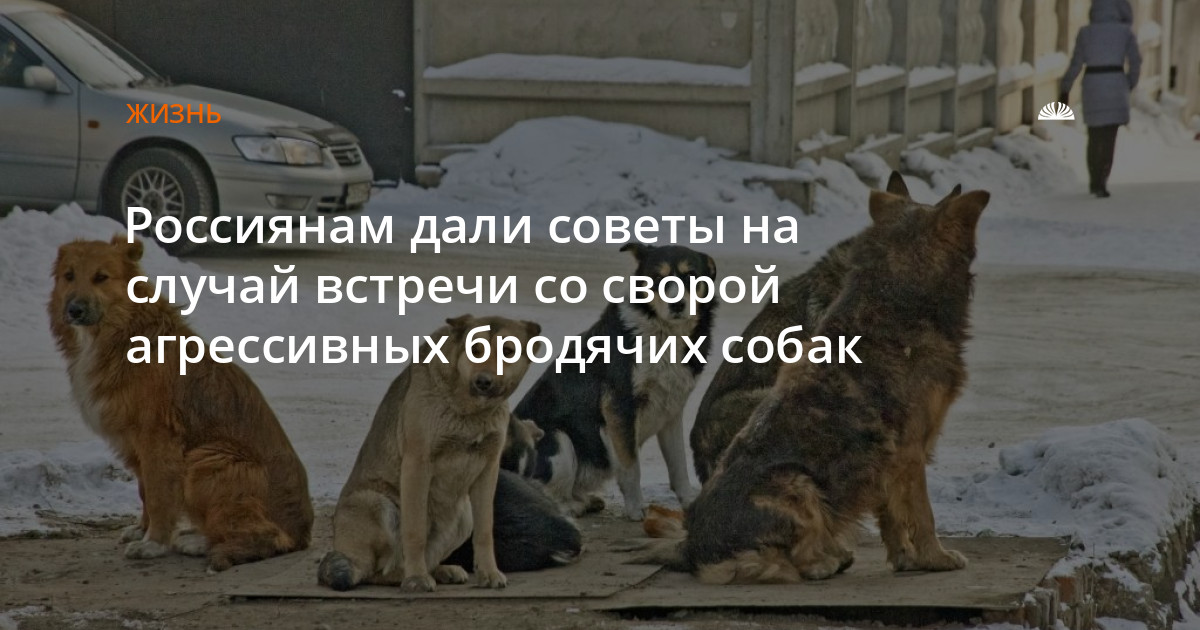Как отпугнуть злую собаку рассказали в мчс