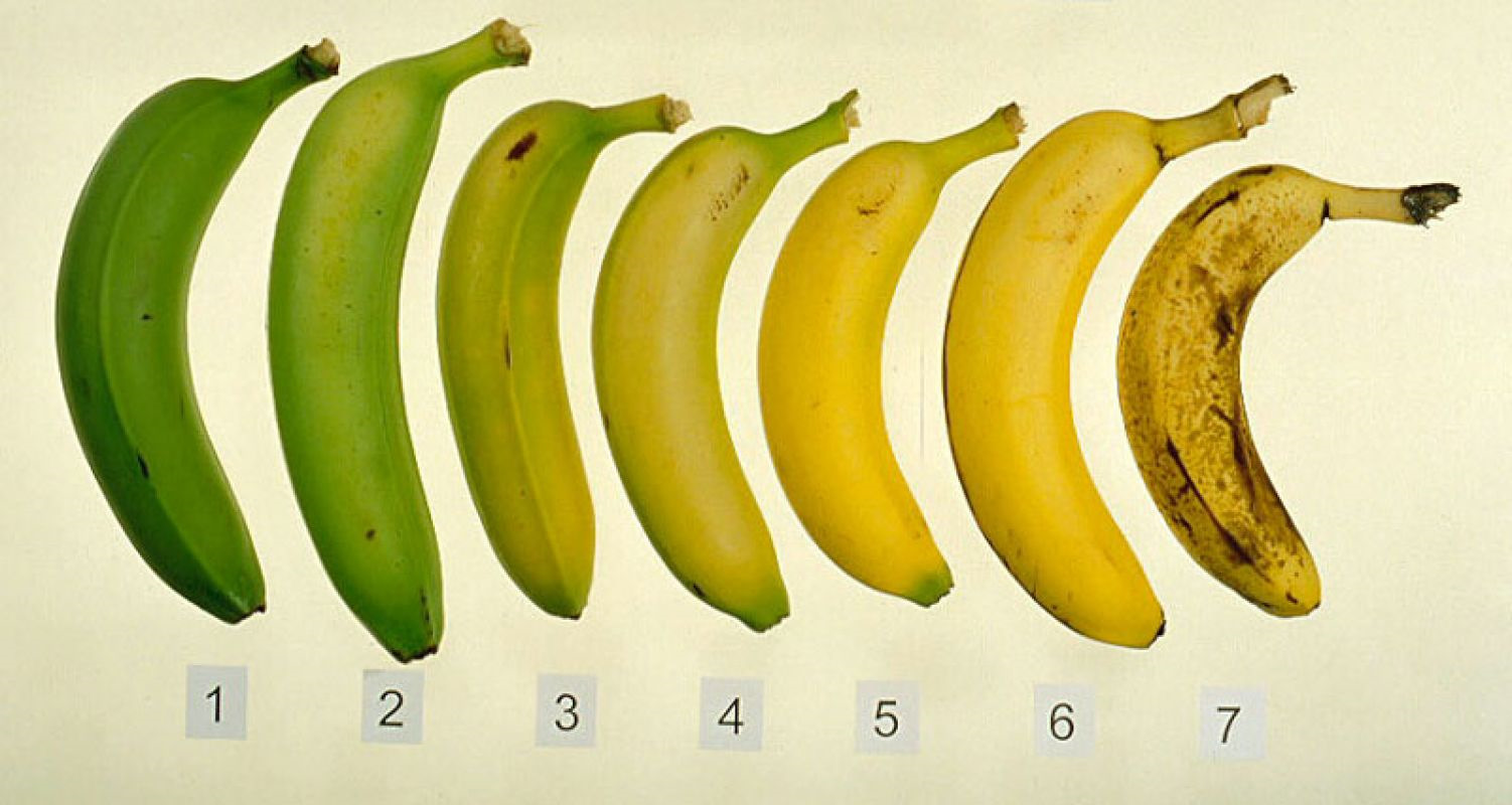 Bananas did you have. Платано бананы. Степень зрелости банана. Спелый банан. Стадии спелости бананов.