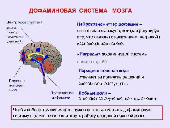 Слюноотделение какой отдел мозга. Дофаминовые структуры головного мозга. Дофаминергическая система головного мозга. Центры удовольствия в мозге. Центры удовольствия в мозге расположены.