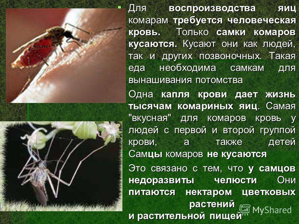 Комар какая среда. Сообщение про комара. Как размножаются комары. Комары опасные для человека. Москиты презентация.
