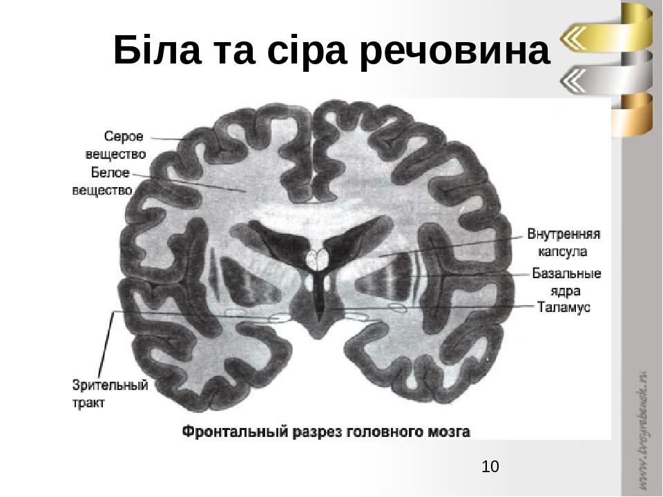 Серый мозг латынь. Серое вещество мозга. Серое и белое вещество. Строение серого и белого вещества. Серое и белое вещество головного мозга.