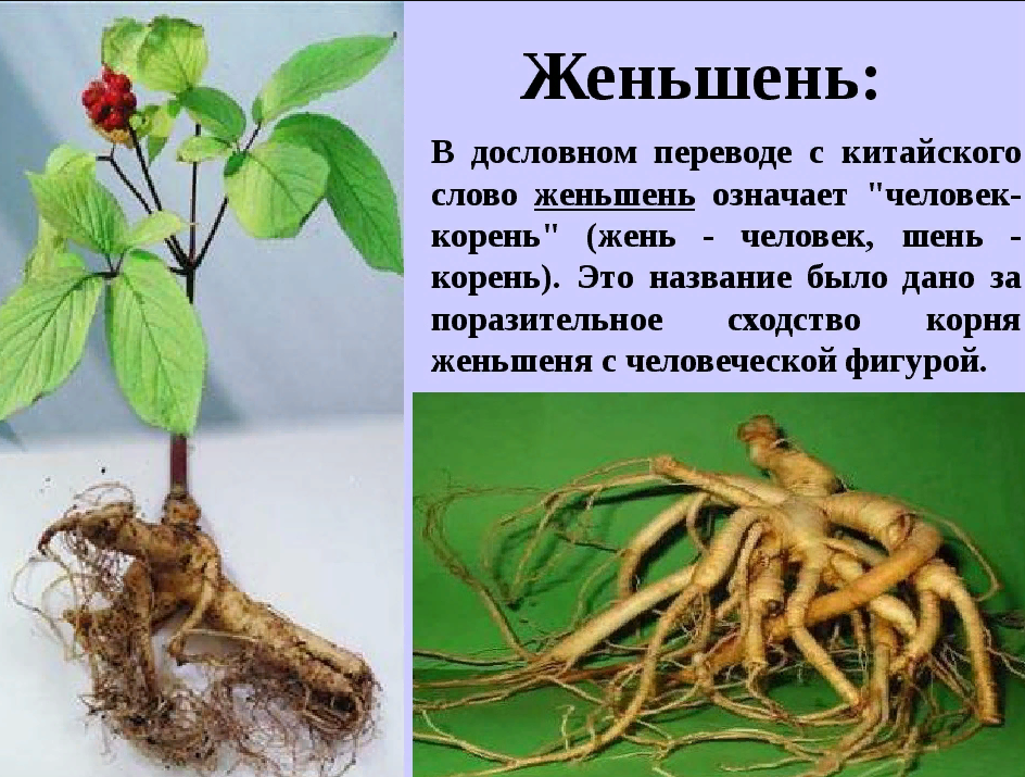 У каких растений есть корень. Корни женьшеня ЛРС. Женьшень Дальневосточный. Женьшень Аралиевые. Женьшень обыкновенный лекарственное сырье.