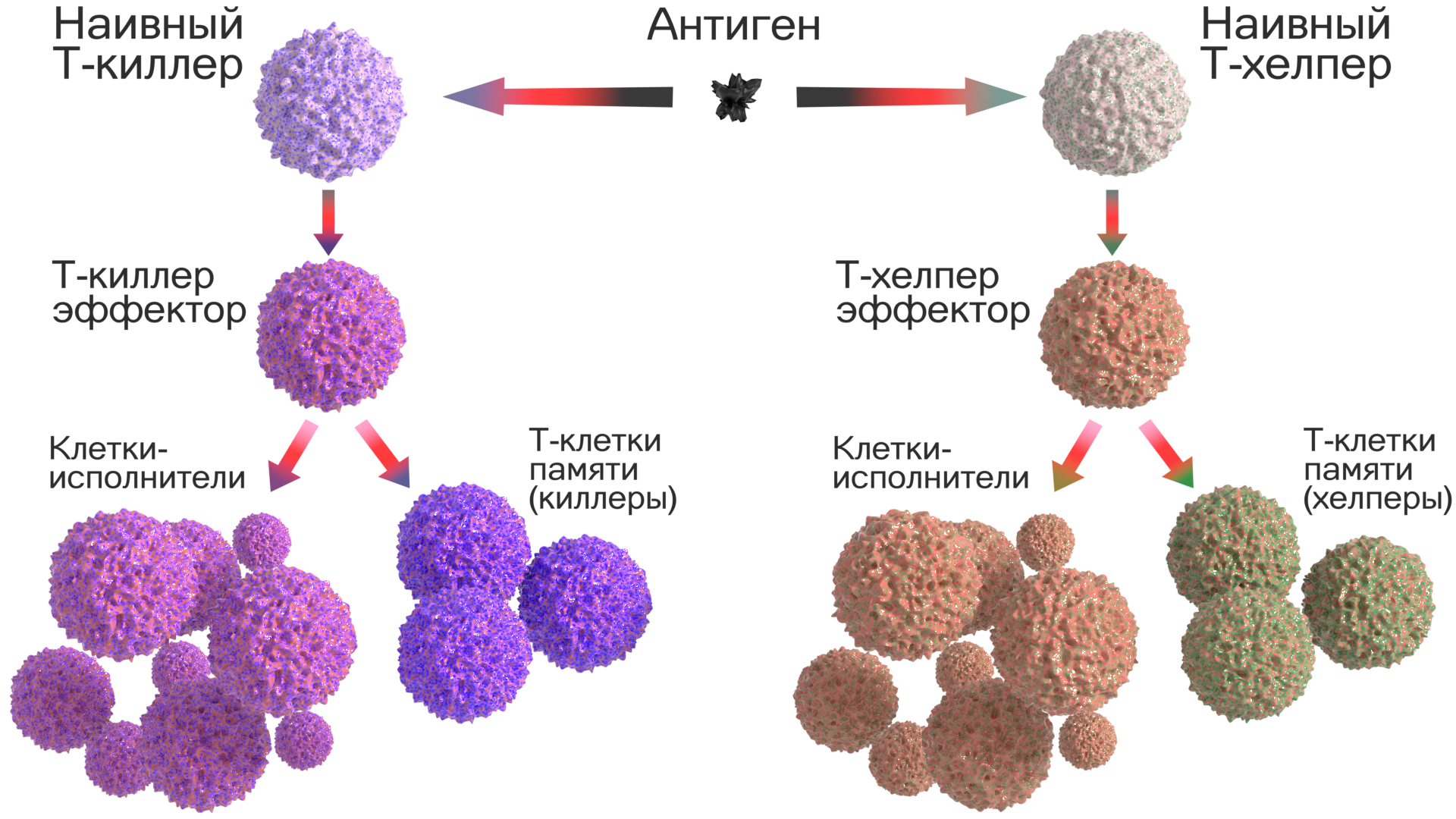 Повышенные т хелперы. Клетки памяти т-лимфоцитов. Клетки иммунной системы т-киллеры. Т лимфоциты т киллеры т хелперы т супрессоры. Т клетки иммунной памяти функция.