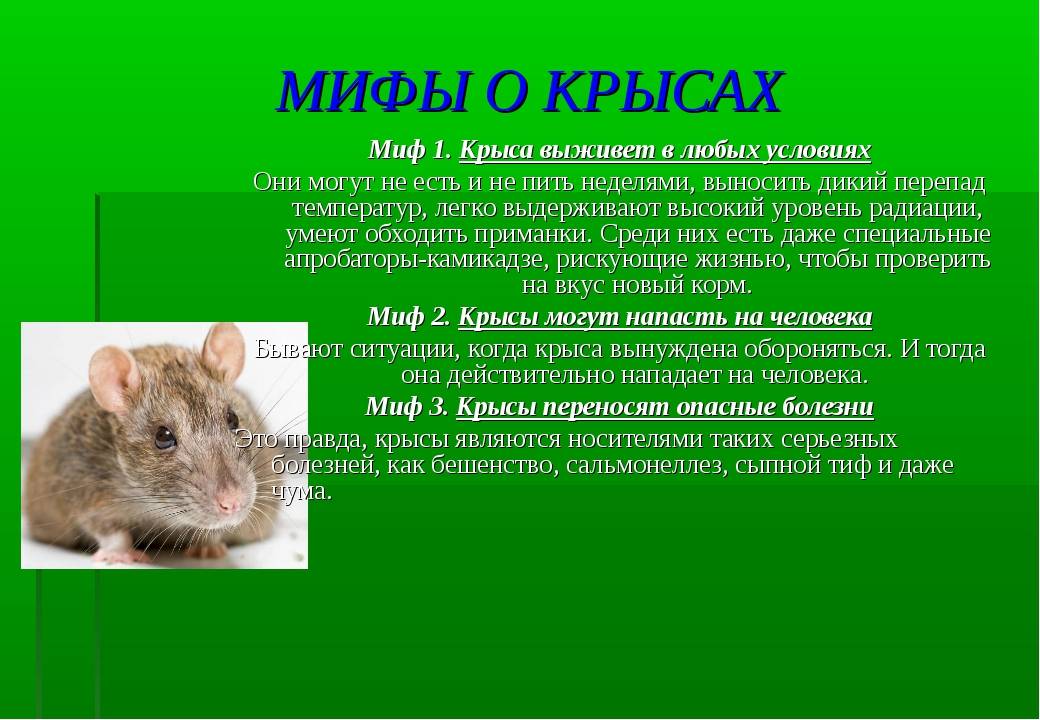 Почему мышь назвали мышью. Информация о крысах. Какие болезни переносят мыши. Болезни переносимые мышами опасные для человека. Заболевание которое переносят мыши.