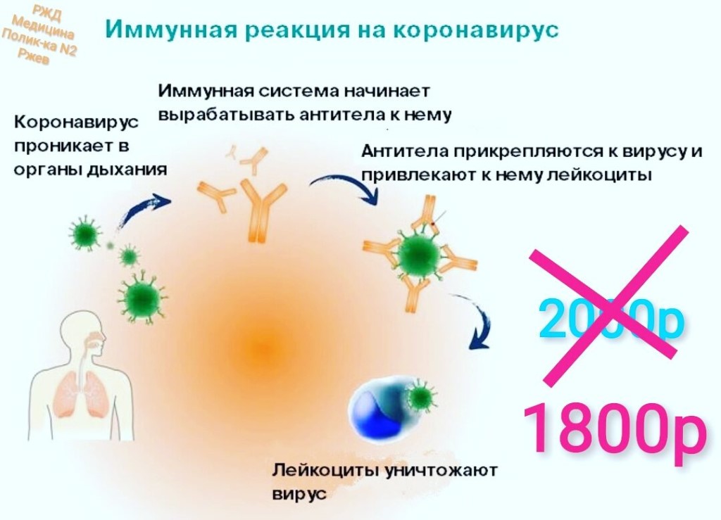 Когда вырабатываются антитела к коронавирусу и сколько они держатся