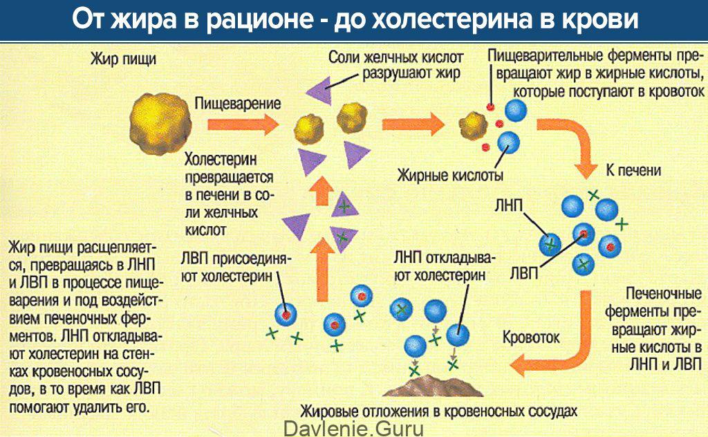 Холестерин в организме. Холестерин норма у женщин после 50. Выработка холестерина в организме. Норма холестерина в крови у женщин после 50.