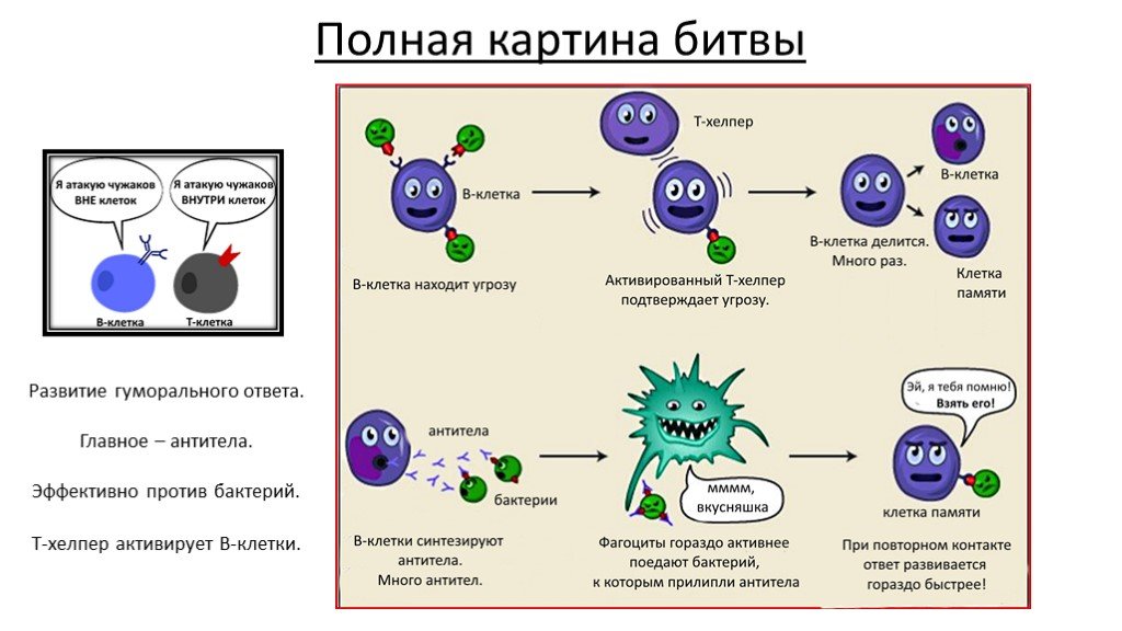 Сдать тест на антитела к короновирусу в спб
