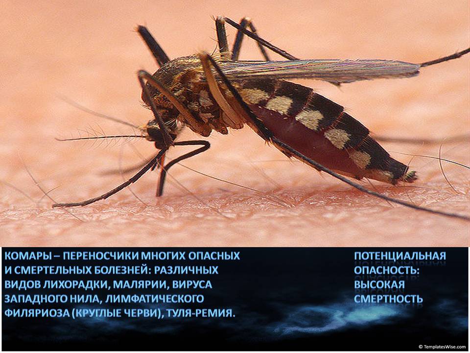 Инфекции передающиеся через укусы кровососущих насекомых. Комар. Насекомые комар. Комары опасные для человека. Переносчики опасных заболеваний.