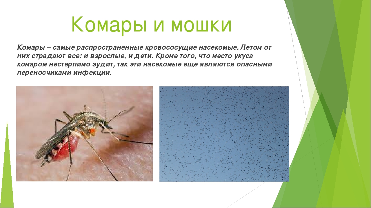 Инфекции передающиеся через укусы кровососущих насекомых. Комары и мошки. Кровососущие насекомые. Кровососущие насекомые комары.