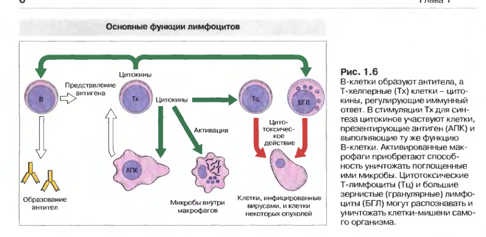 Адаптивный иммунный ответ т и в лимфоциты. Роль лимфоцитов в процессе иммунного ответа. Б лимфоциты иммунологической системы. Функциями т4-лимфоцитов являются. Макрофаги антитела