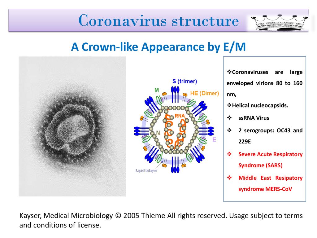 Коронавирус уф. Коронавирус. Коронавирус форма вируса. Коронавирус строение. Коронавирус картинки.